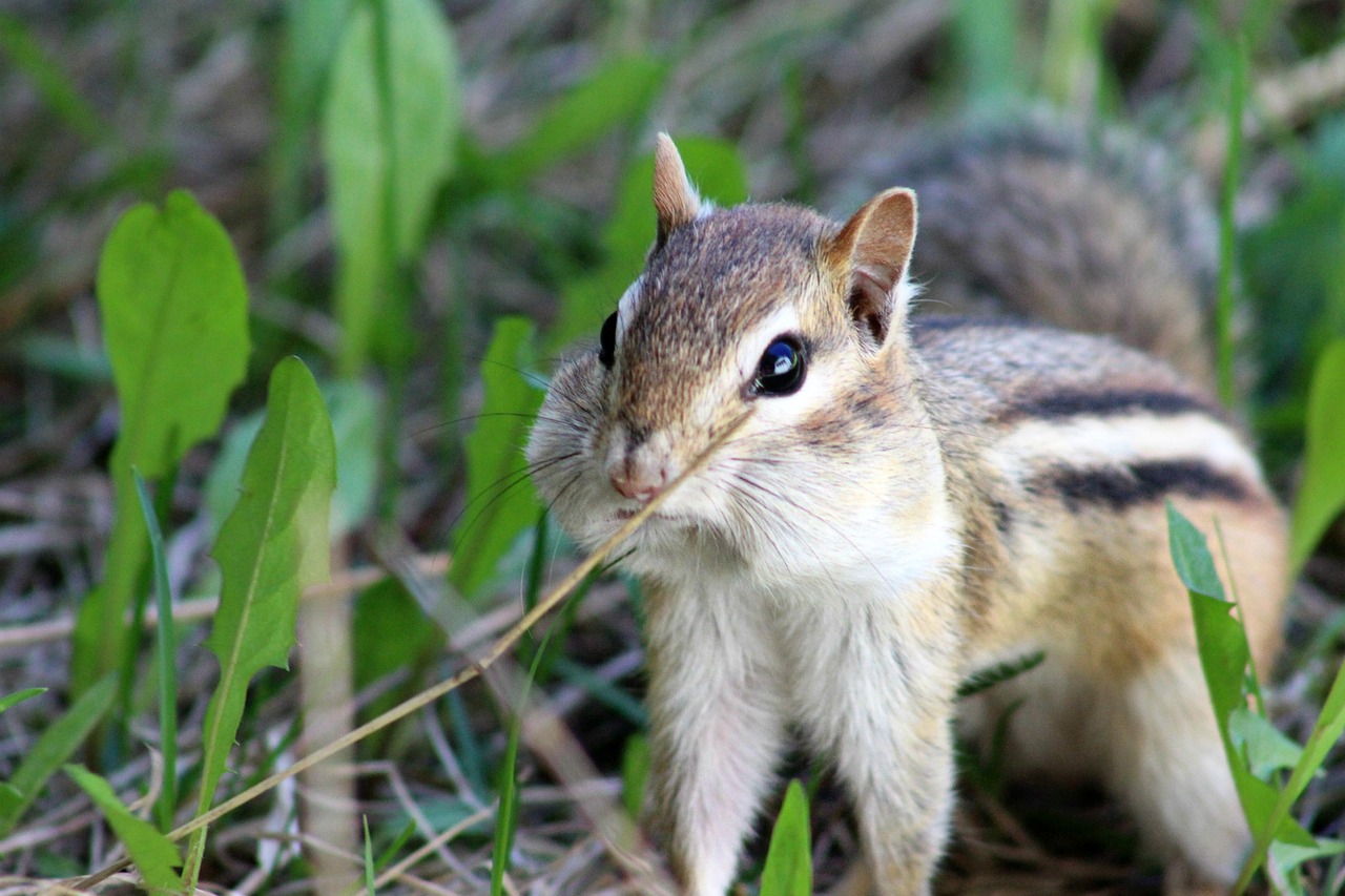 Chipmunk Face Close Up - Free photo on Pixabay - Pixabay