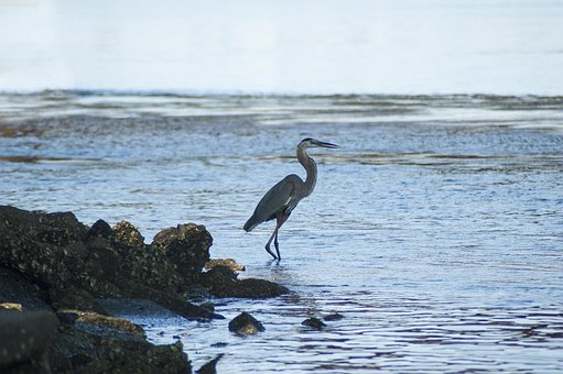 Fugl, Stor Blå Hejre, Natur, Hejre