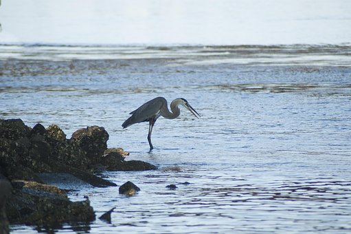 Fugl, Stor Blå Hejre, Hejre, Natur