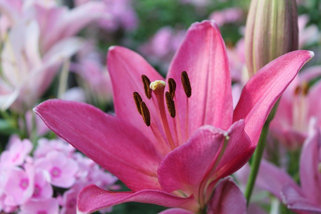 Bloemen, Natuur, Lelie, Roze Bloemen