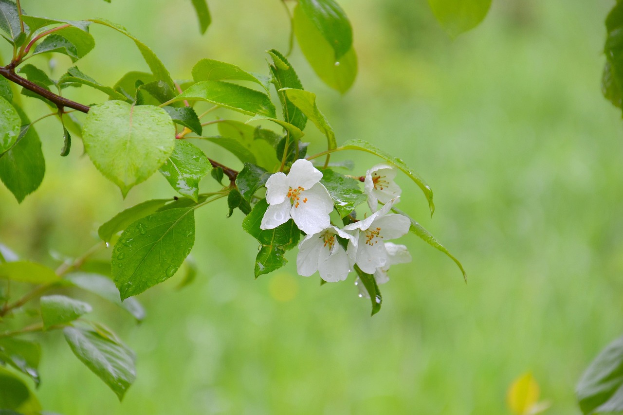 Apple Tree Nature After The - Free photo on Pixabay