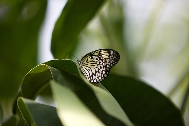 Schmetterling, Blatt, Natur, Pflanze