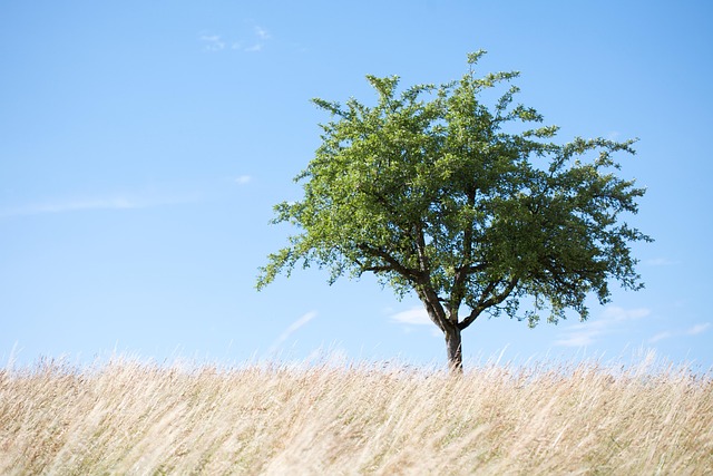 Baum, Feld, Natur, Landschaft, Stimmung