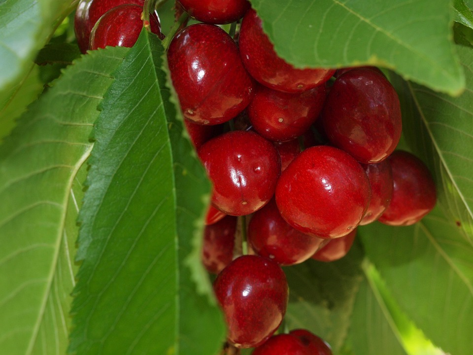 Cherry Fruit Free Photo On Pixabay Pixabay Cherry 3491498 960 720