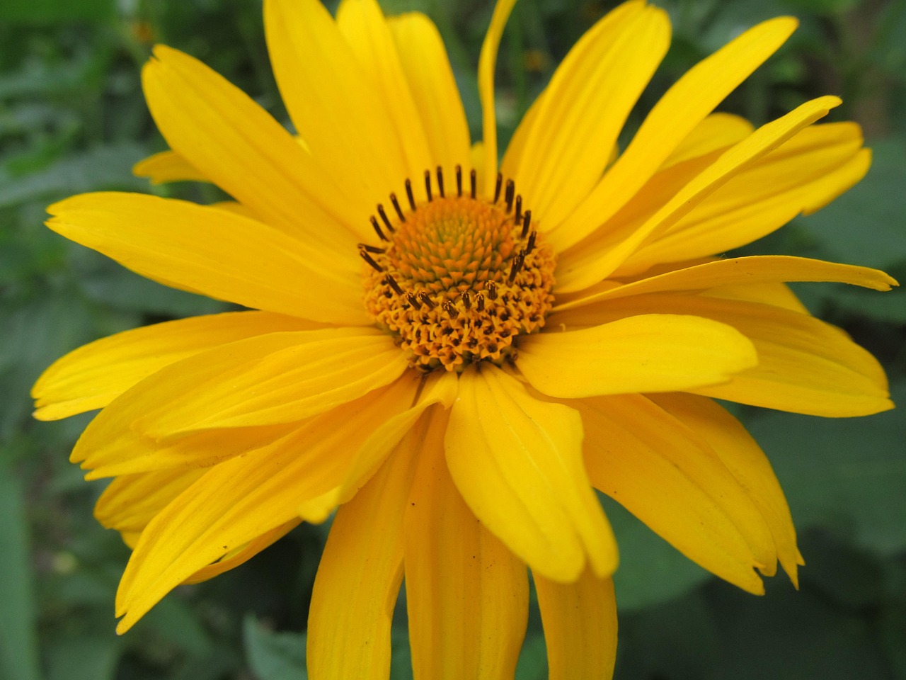 Blume Gelb Garten Kostenloses Foto auf Pixabay Pixabay