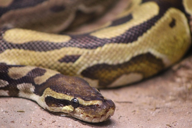 Free Snake Python photo and picture