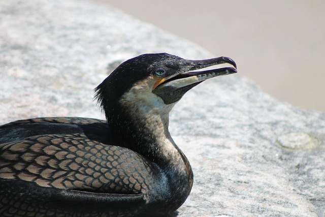 鵜 カワウ 鳥 - Pixabayの無料写真 - Pixabay