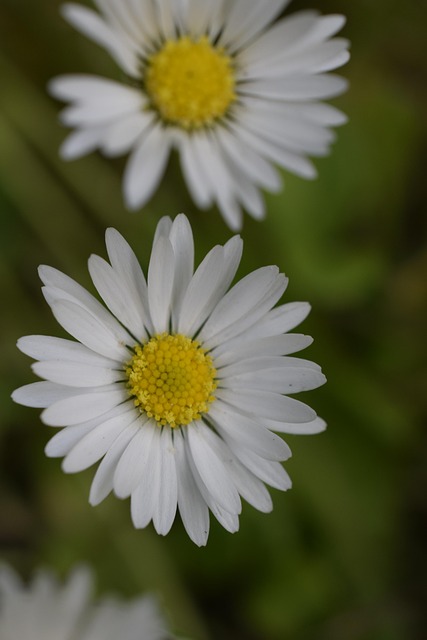 Free Daisy Blossom photo and picture