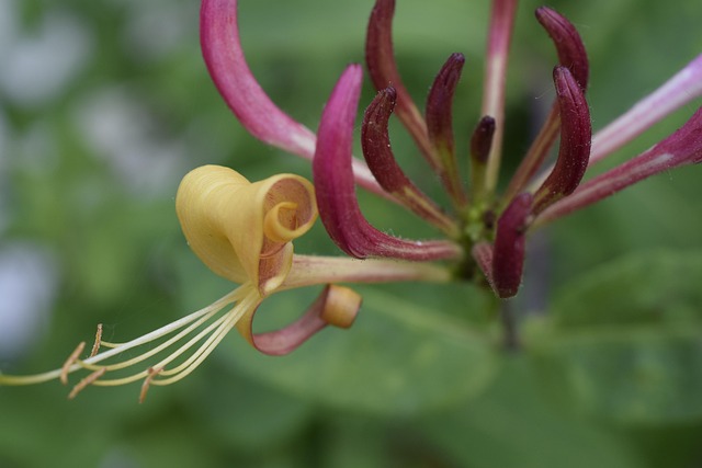 Free Flower Flower Wallpaper photo and picture