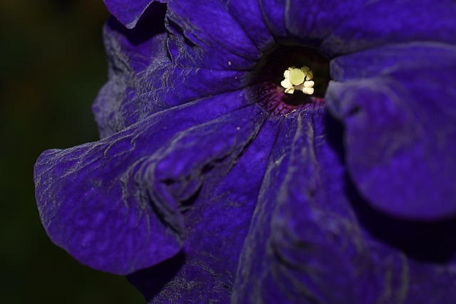 Free Flower Nature photo and picture