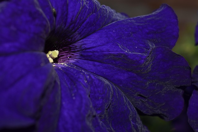 Free Flower Nature photo and picture