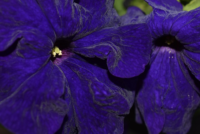 Free Flower Beautiful Flowers photo and picture