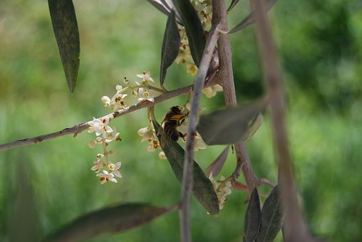 Biene, Honigbiene, Olivenbaum, Blüten