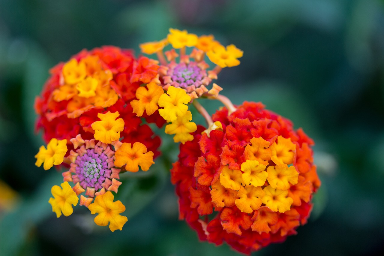 Flowers In Color Flowers Colors Nature - Free photo on Pixabay - Pixabay