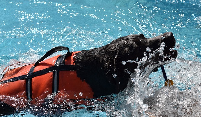 Free Dog Pool photo and picture