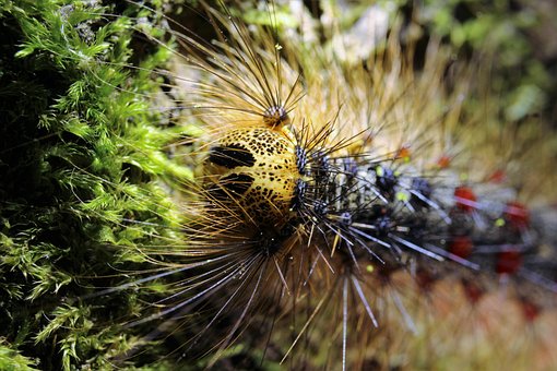 Oruga, Oruga Gitana, Insectos, Animales