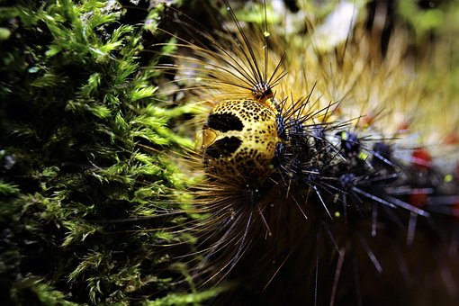 Oruga, Oruga Gitana, Insectos, Animales