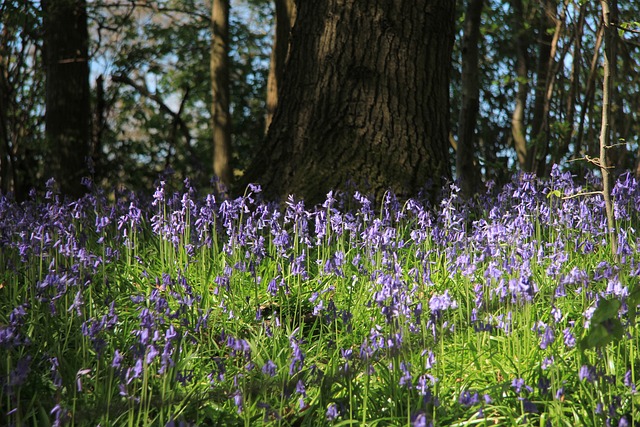 Free Bluebells Woods photo and picture