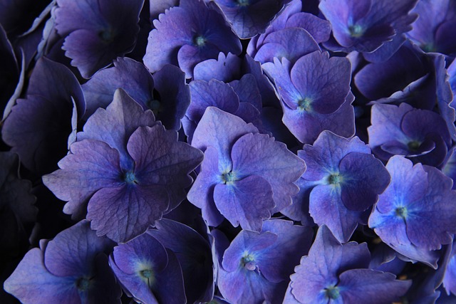 Free Hydrangea Blue photo and picture