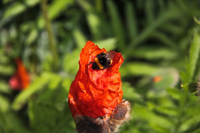 Free Bumble Bee Red Poppy photo and picture