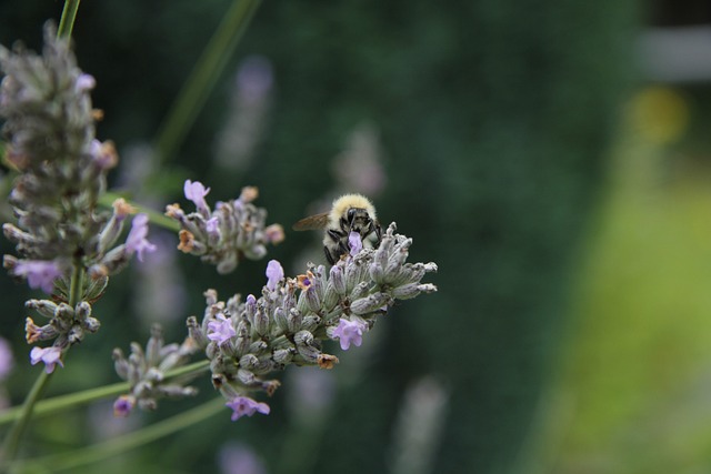 Free Lavender Garden photo and picture