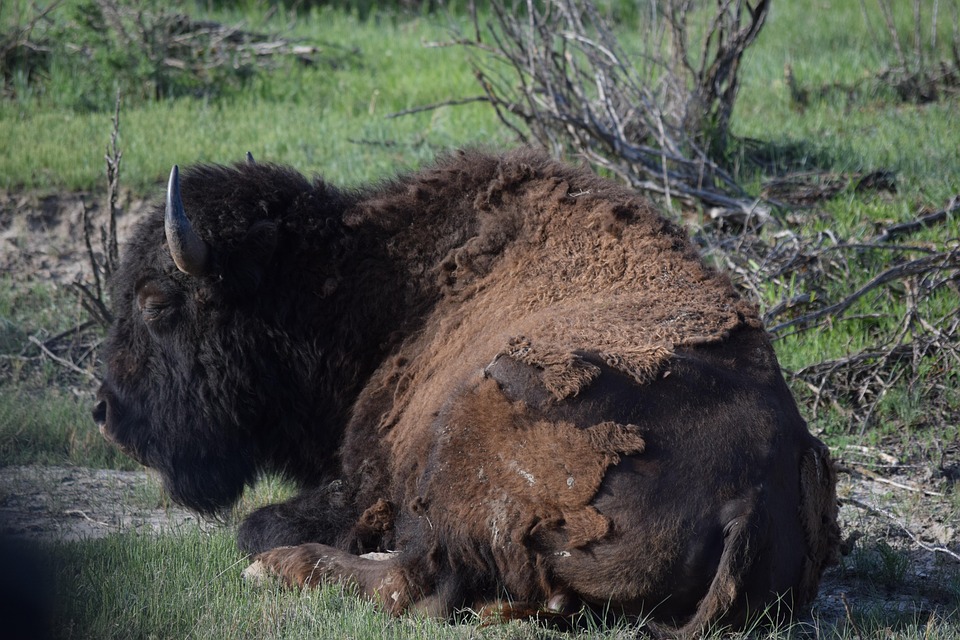 Buffalo Bison Free Photo On Pixabay Pixabay