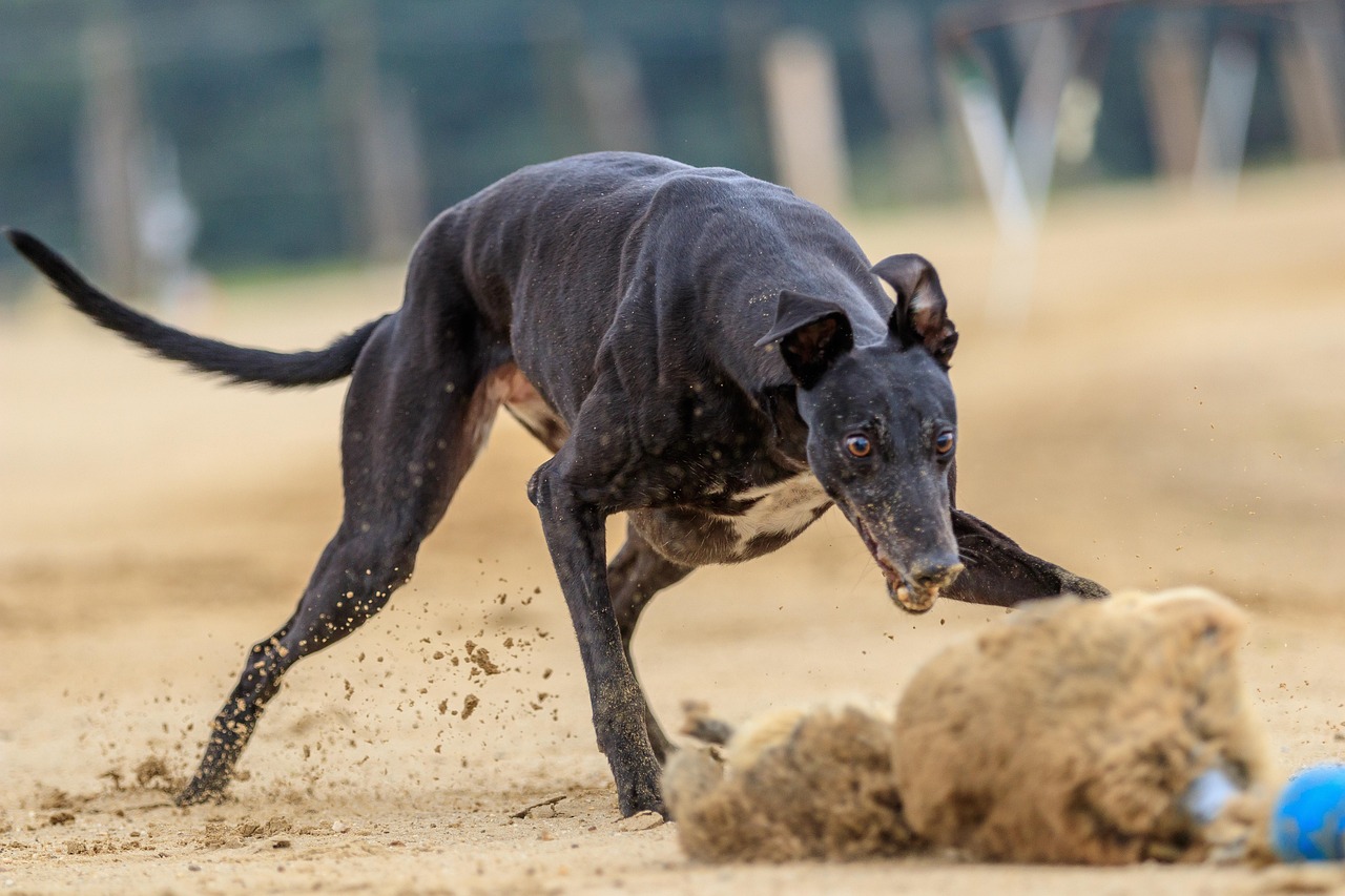 60,000+ Free Dog Racing & Dog Images - Pixabay