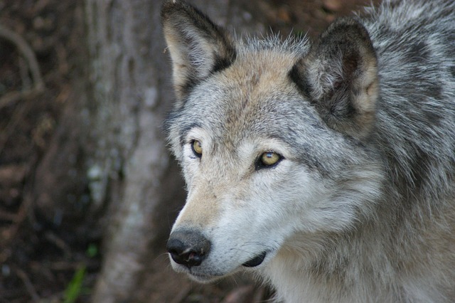 Free Wolf Grey photo and picture