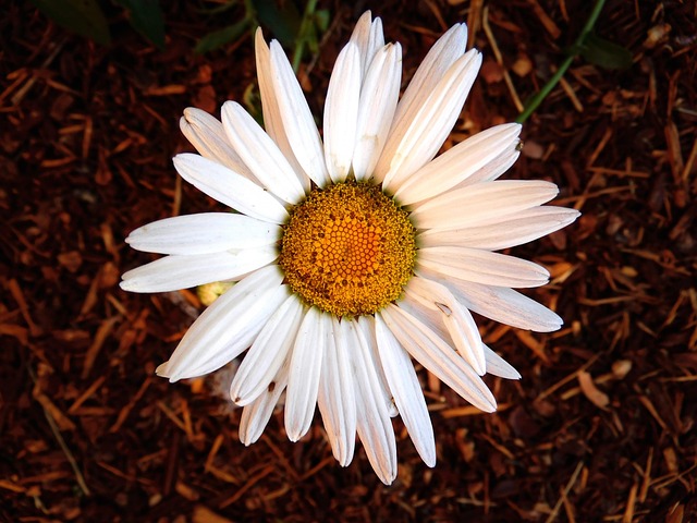 Free Daisy White photo and picture