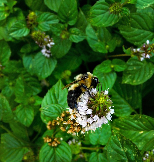 Free Honeybee Bee photo and picture