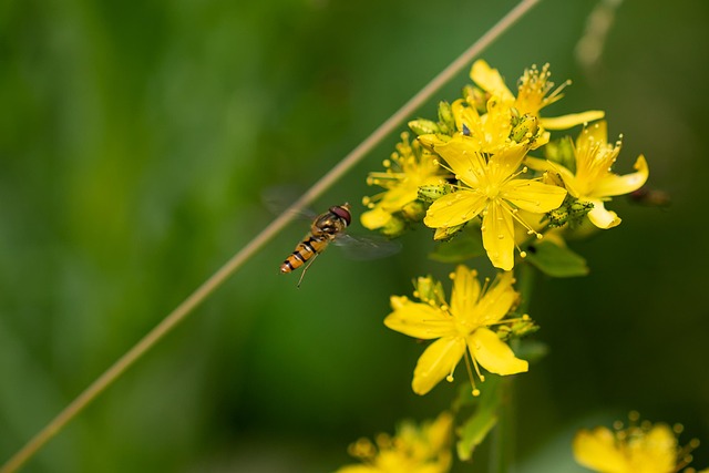Free Hover Fly Blossom photo and picture