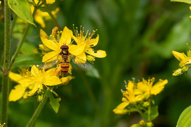 Free Hover Fly Blossom photo and picture