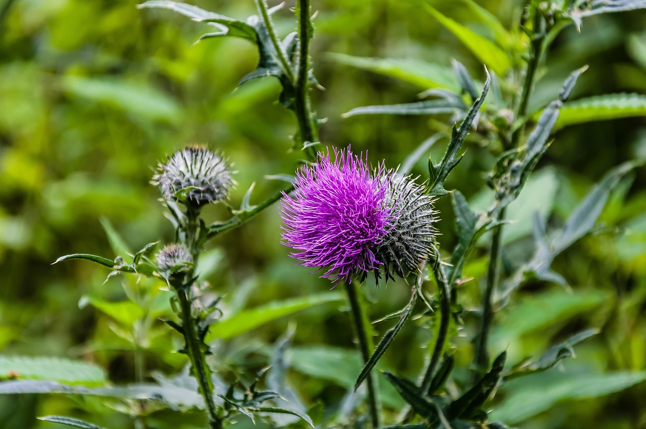 La Nature Chardon Plante Photo gratuite sur Pixabay Pixabay