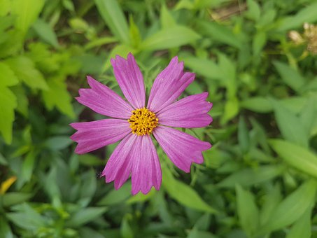 Blume, Lila, Pflanze, Schöne, Natur