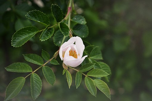 Æbleblomst, Æbletræer, Blomst Tapet