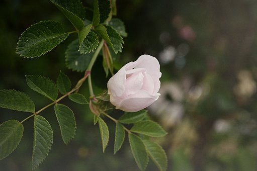 Äppelblomster, Blomst, Træ, Natur