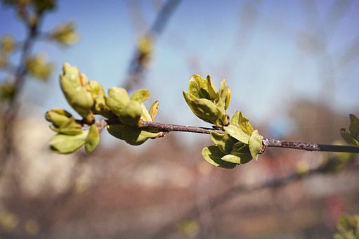 Bush, Knopper, Natur, Fjeder, Blomstring