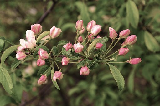 Blomster, Lyserød, Blomst, Natur