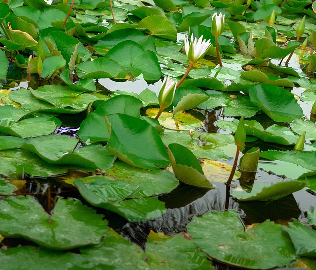 Water Lily Green Free photo on Pixabay Pixabay