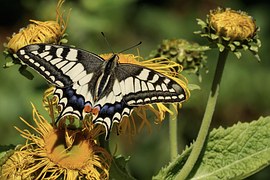 Dovetail, Butterfly, Nature, Insect