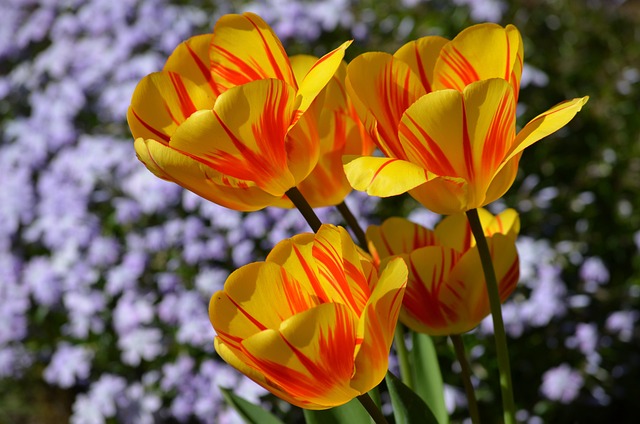Tulipanes, Amarillo, Naranja, Naturaleza