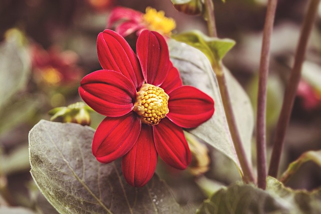 Free Flower Nature photo and picture