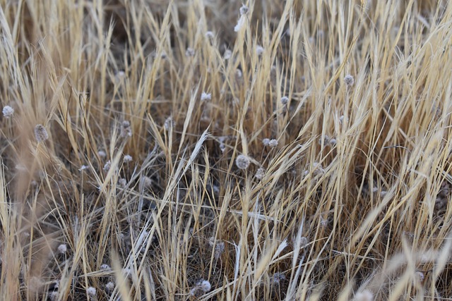 Free Field Wheat photo and picture