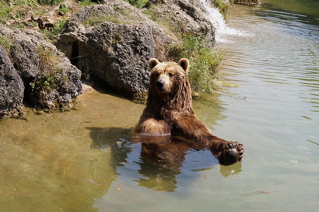 Braunbär, Bär, Zoo, Naturpark, Tierpark