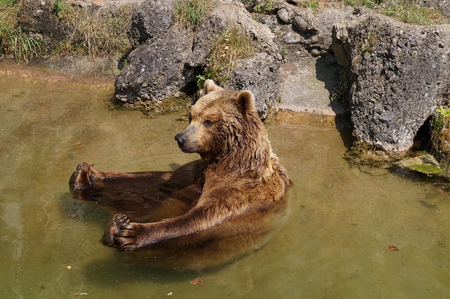 Braunbär, Bär, Zoo, Naturpark, Tierpark