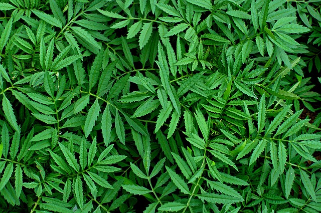 Free Plant Leaf photo and picture