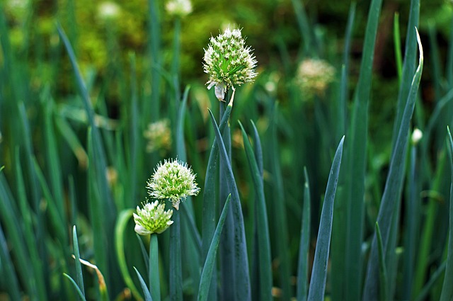 Free Green Onion Blue Flower photo and picture