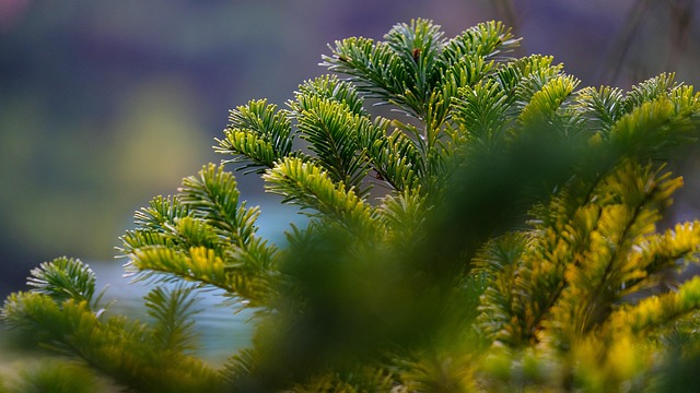 Free Forest Trees photo and picture