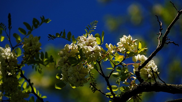 Free Spring Flower Wallpaper photo and picture