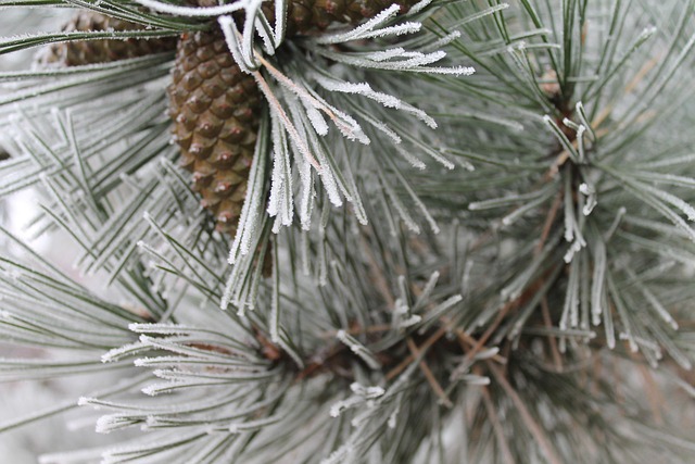 Frost, Isnende, Vinter, Fyrrenåle, Natur